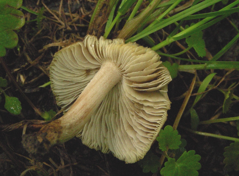 Pioggia e nervosismo con tanti funghi